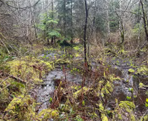 Wetlands