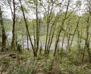 Puntledge River